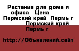 Растения для дома и офиса › Цена ­ 450 - Пермский край, Пермь г.  »    . Пермский край,Пермь г.